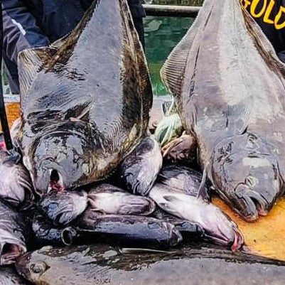 HALIBUT
